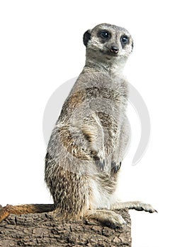 Meerkat isolated on a white photo