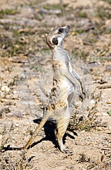 Meerkat in Kalahari