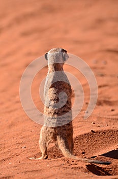 meerkat in Kalahari desert Namibia red sand Africa