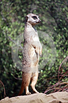 Meerkat Keeping Guard on its Hind Legs