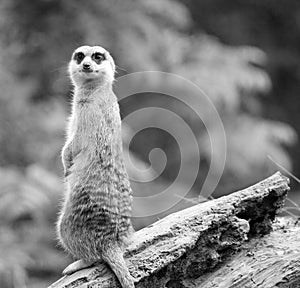 Meerkat keeping a look out for predators and danger