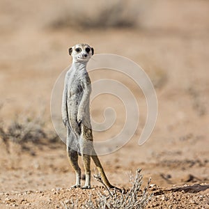 Meerkat in Kgalagari transfrontier park, South Africa