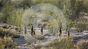 Meerkat in Kgalagari transfrontier park, South Africa