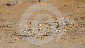 Meerkat in Kgalagari transfrontier park, South Africa