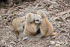 Meerkat kits in a group