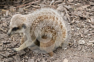 Meerkat kits iand mother