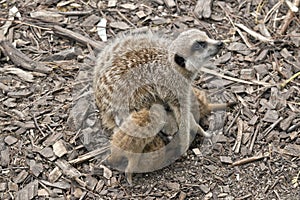 Meerkat kits iand mother