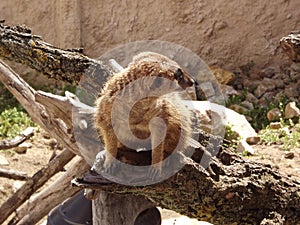 Meerkat lat. Suricata suricatta mammal from the mongoose family