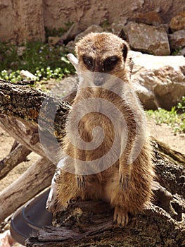 Meerkat lat. Suricata suricatta mammal from the mongoose family