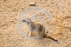 A meerkat Latin Suricata suricatta sitting on its hind legs against the background of sand and stones on a clear sunny day.