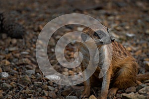 meerkat lieing on the ground