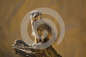 Meerkat on a log