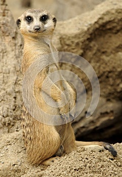 Meerkat Looking