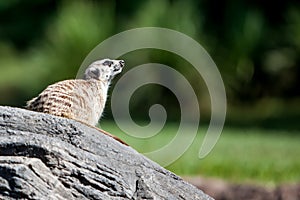 Meerkat looking