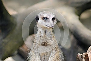 A meerkat looking around