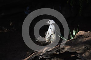 Meerkat looking around, suricate in the wildlife