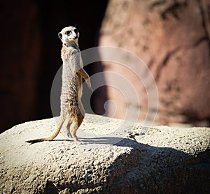 Meerkat looking back over his shoulder while standing a on rock