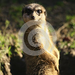 Meerkat looking at camera
