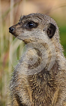 Meerkat looking left