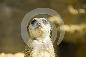 Meerkat looking nosy