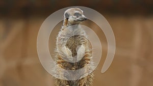 Meerkat looking out