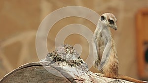 Meerkat looking out for danger