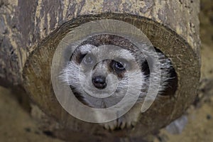 Meerkat looking out of a log