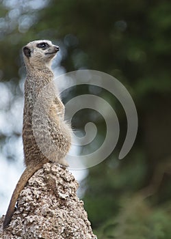 Meerkat