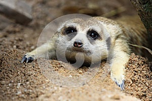 Meerkat looking something