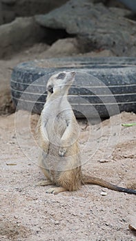 Meerkat looking for something. Suricata suricatta wild predators in natural environment