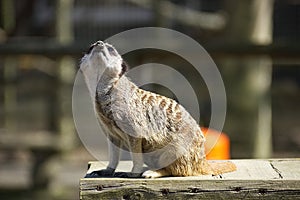 Meerkat looking towards sky