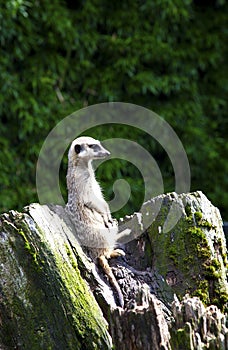 Meerkat looking on trunk