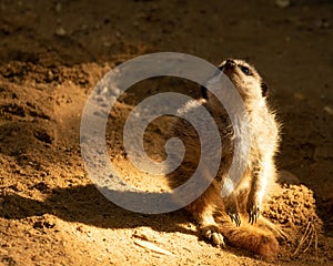 On guard Meerkat looking upwards for danger