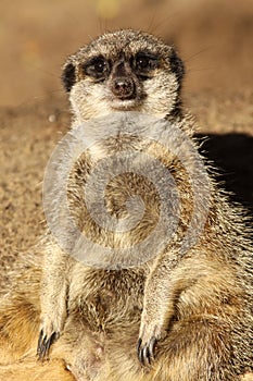 Meerkat looking at you