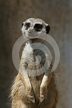 Meerkat looking at you