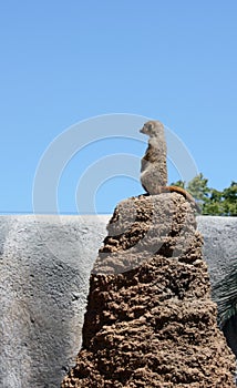 Meerkat on Lookout