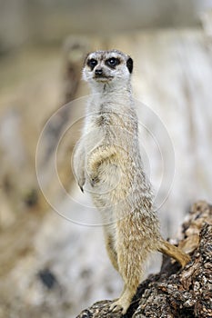 Meerkat lookout