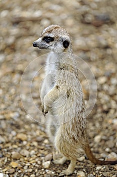 Meerkat lookout