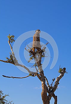 Meerkat Lookout