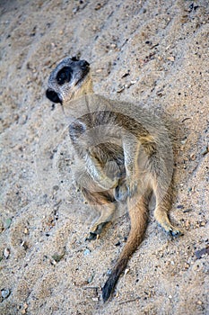 Meerkat on the lookout, graphic design concept