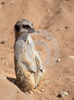 Meerkat on lookout