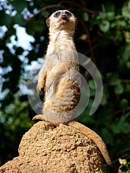 Meerkat On Lookout Standing Up