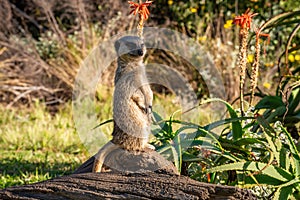 Meerkat lookout in Tenikwa Wildlife Rehabilitation and Awareness Centre, South Africa