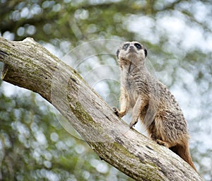 Meerkat lookout on tree branch