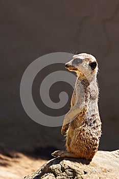 Meerkat on lookout