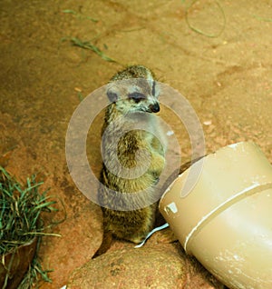 A Meerkat lounges on a hot day