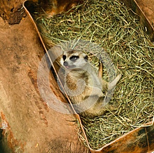 A Meerkat lounges on a hot day