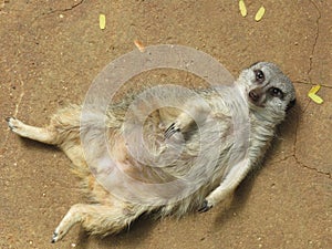 A meerkat lounges on its back laying on the ground looking curiously at the camera