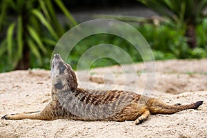 Meerkat lying on the sand in zoo