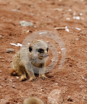 Baby Meerkat Manor